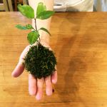 こけ玉みほちゃん こけ玉みほちゃん