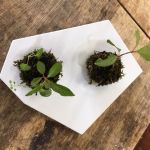 テラゾツクルゾ